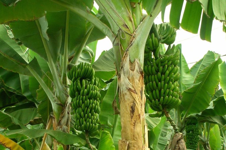 Banana Republics: The Bloody Legacy of The United Fruit Company