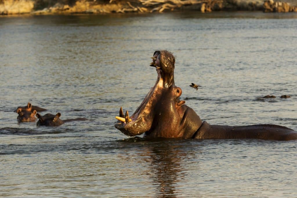 Pablo Escobar's Hippos Are Terrorizing Colombians & the Local Ecosystem