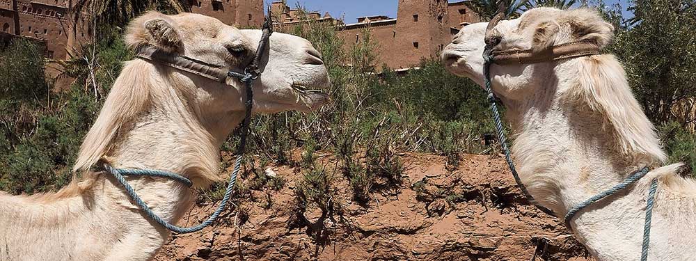 Camels at Aït Benhaddou, Saharan caravan route, Morocco - Aït Benhaddou (Arabic: آيت بن حدّو) is a historic ighrem or ksar (fortified village) along the former caravan route between the Sahara and Marrakesh in Morocco. It is considered a prime example of Moroccan earthen-clay architecture and has been a UNESCO World Heritage Site since 1987