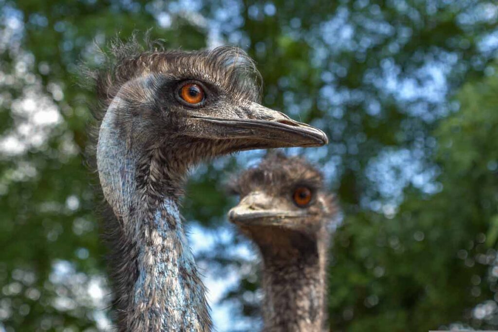 The Great Emu War and the Unlikely Victory of Australia’s Flightless Birds